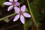 Redstem stork's bill